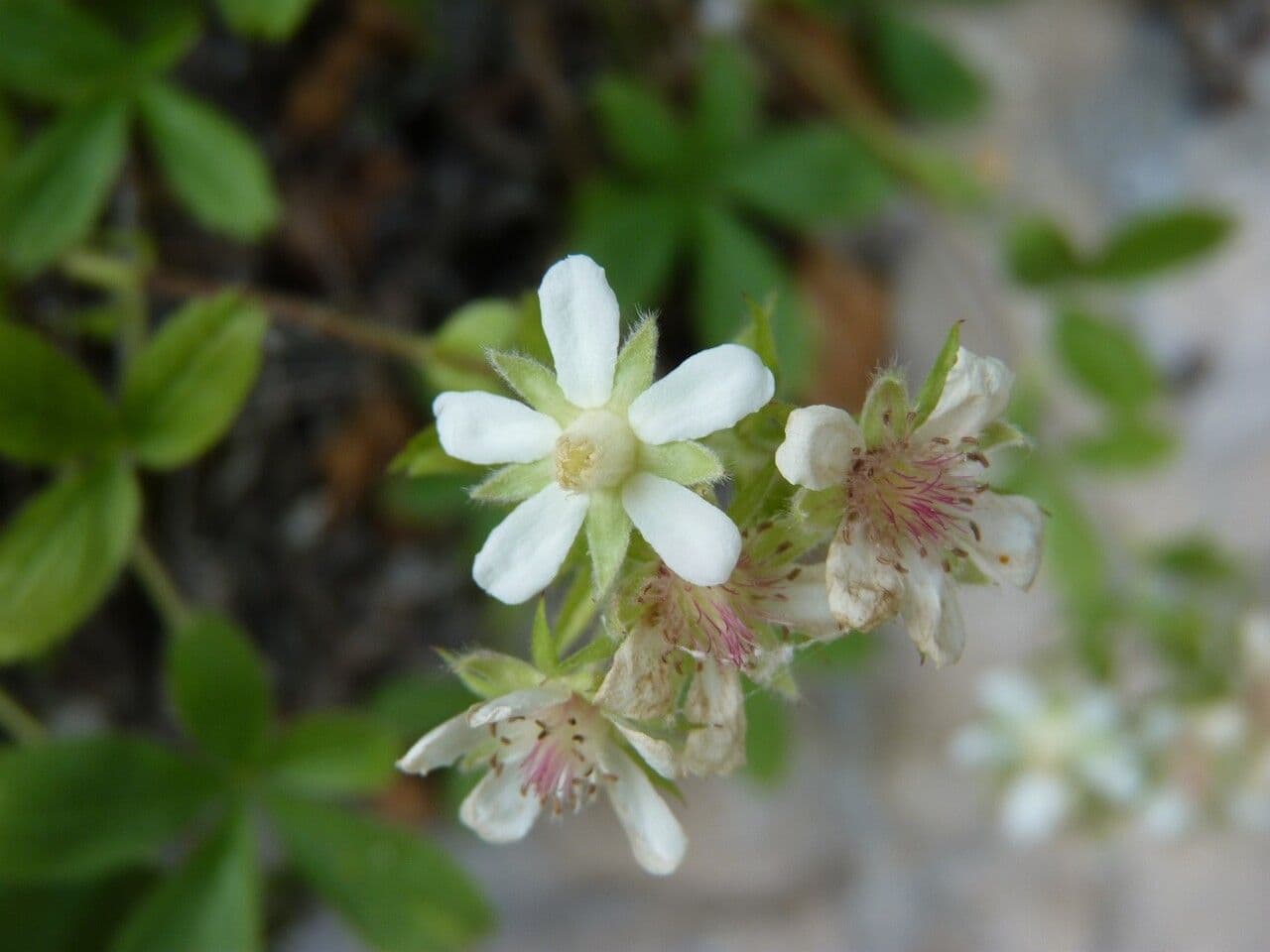 Potentilla caulescens