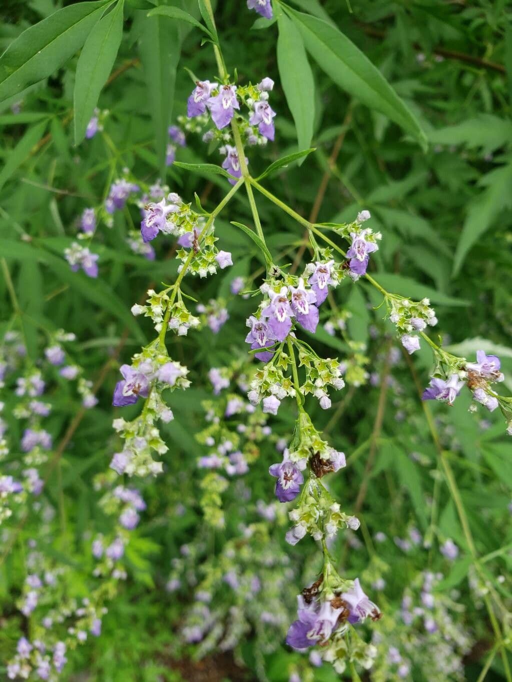 Vitex negundo