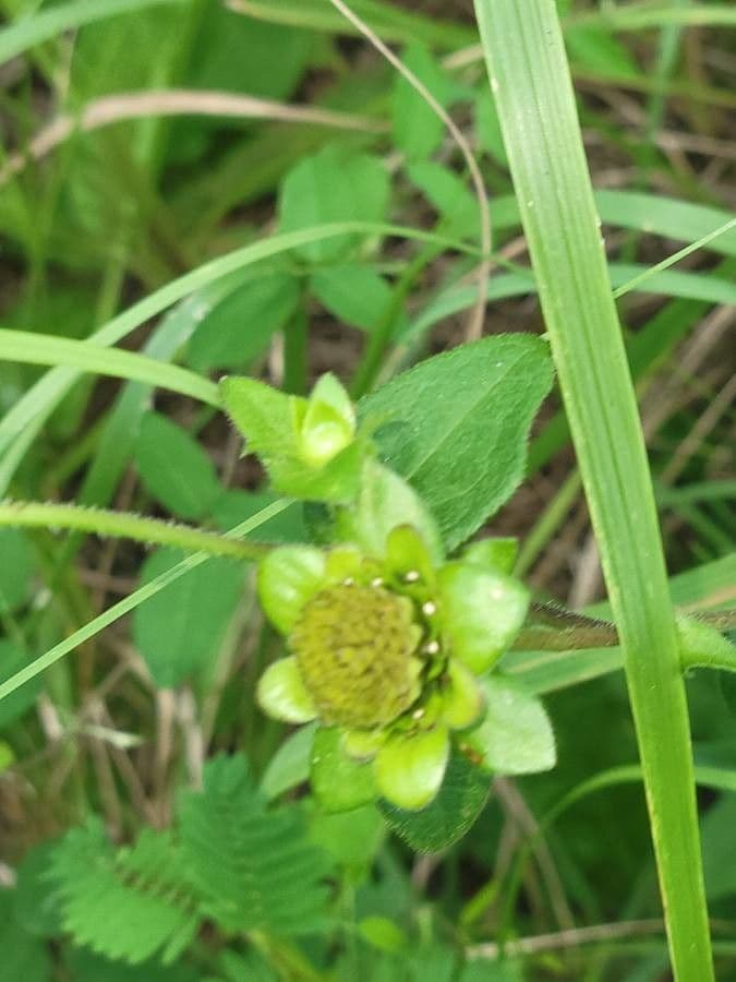 Silphium asteriscus