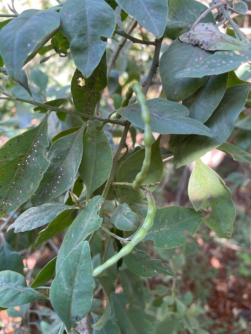 Indigofera ammoxylum
