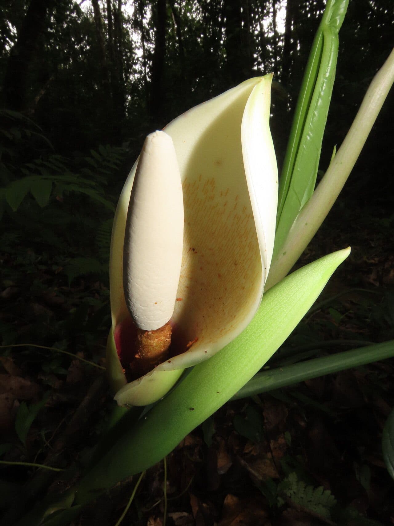 Philodendron tripartitum