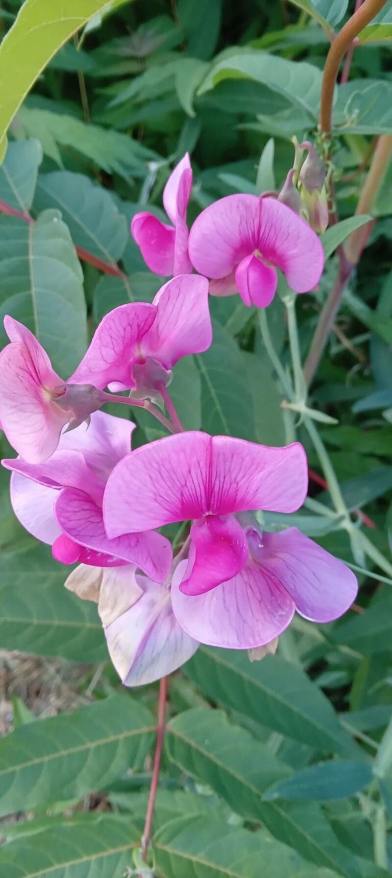 Lathyrus latifolius