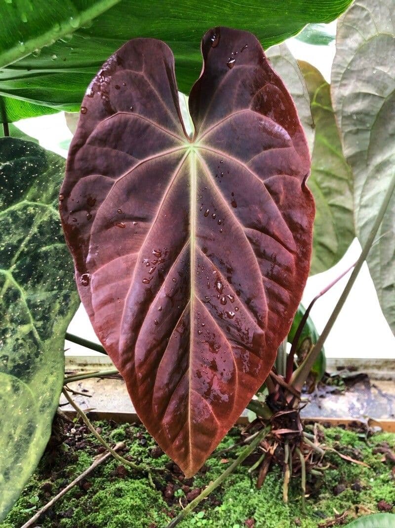 Anthurium papillilaminum