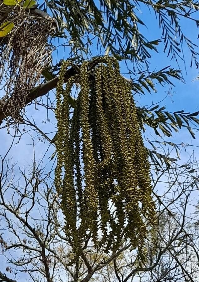 Caryota urens