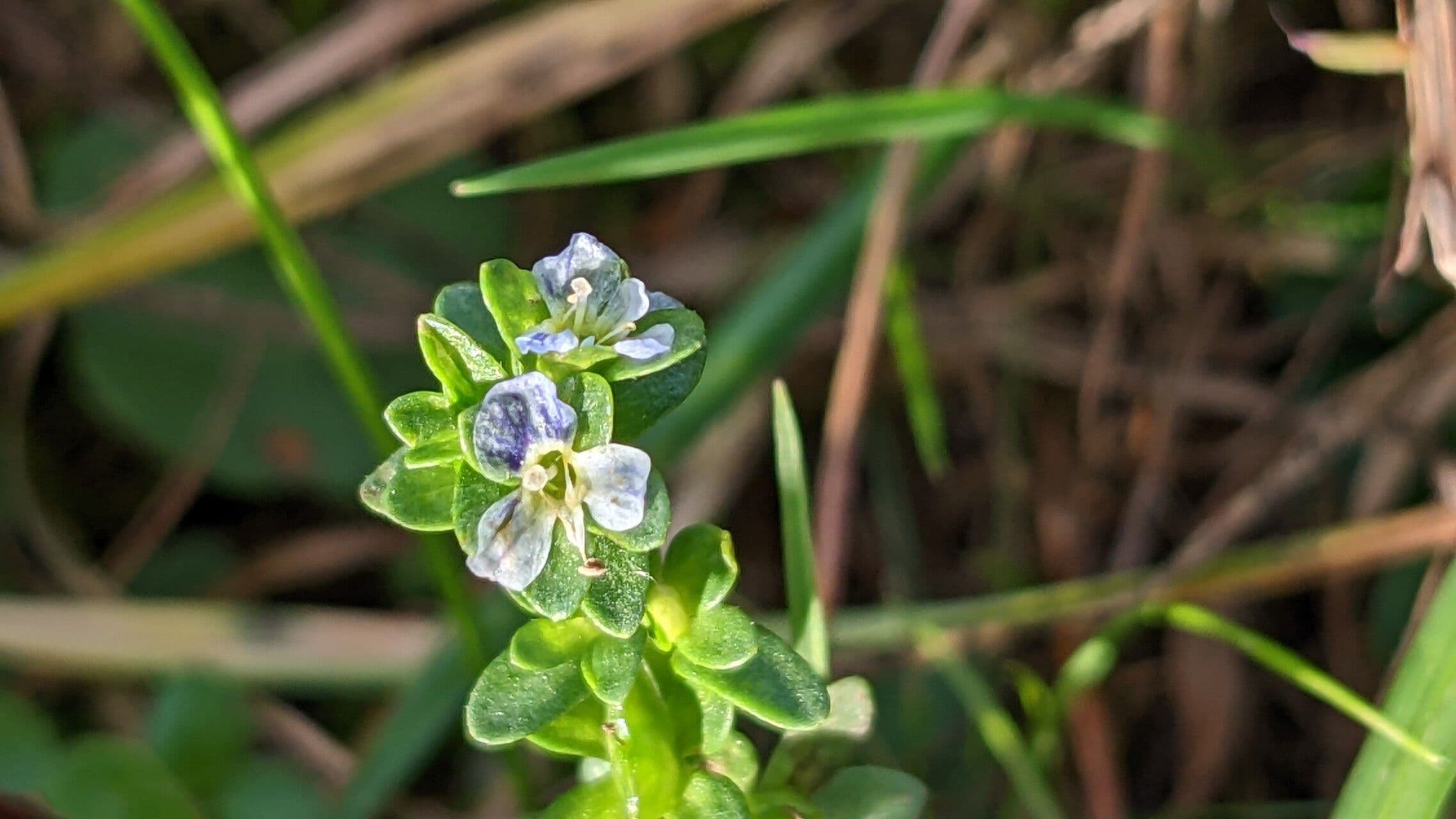 Veronica serpyllifolia