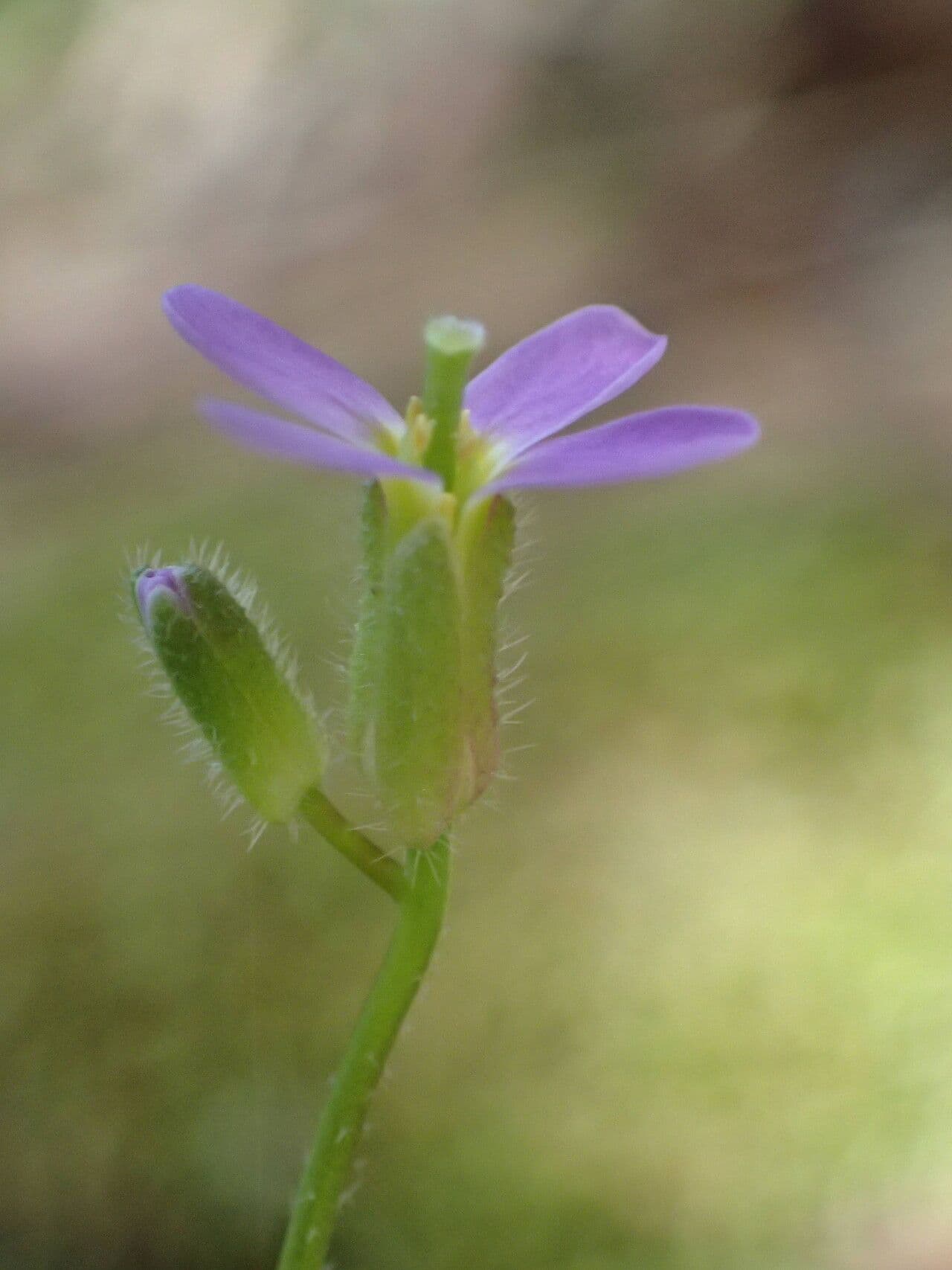 Arabis verna