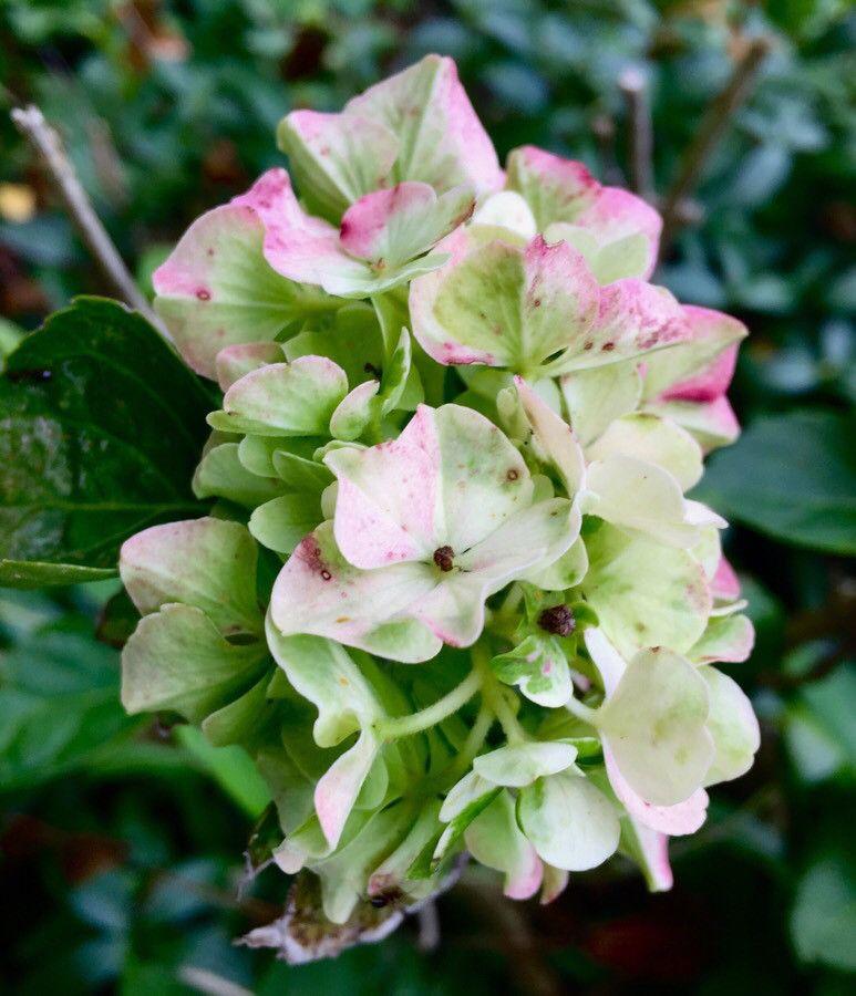 Hydrangea macrophylla