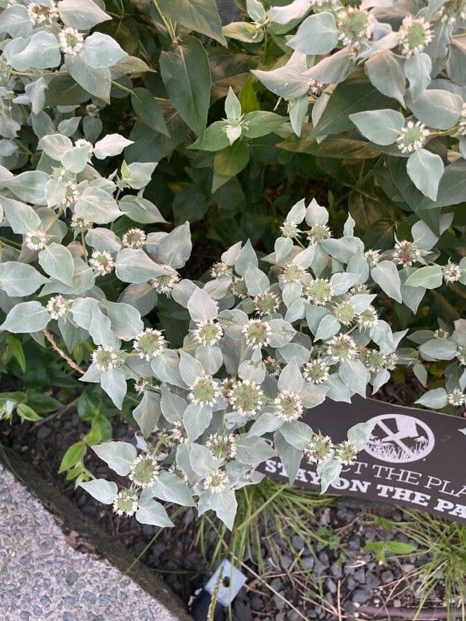 Pycnanthemum muticum