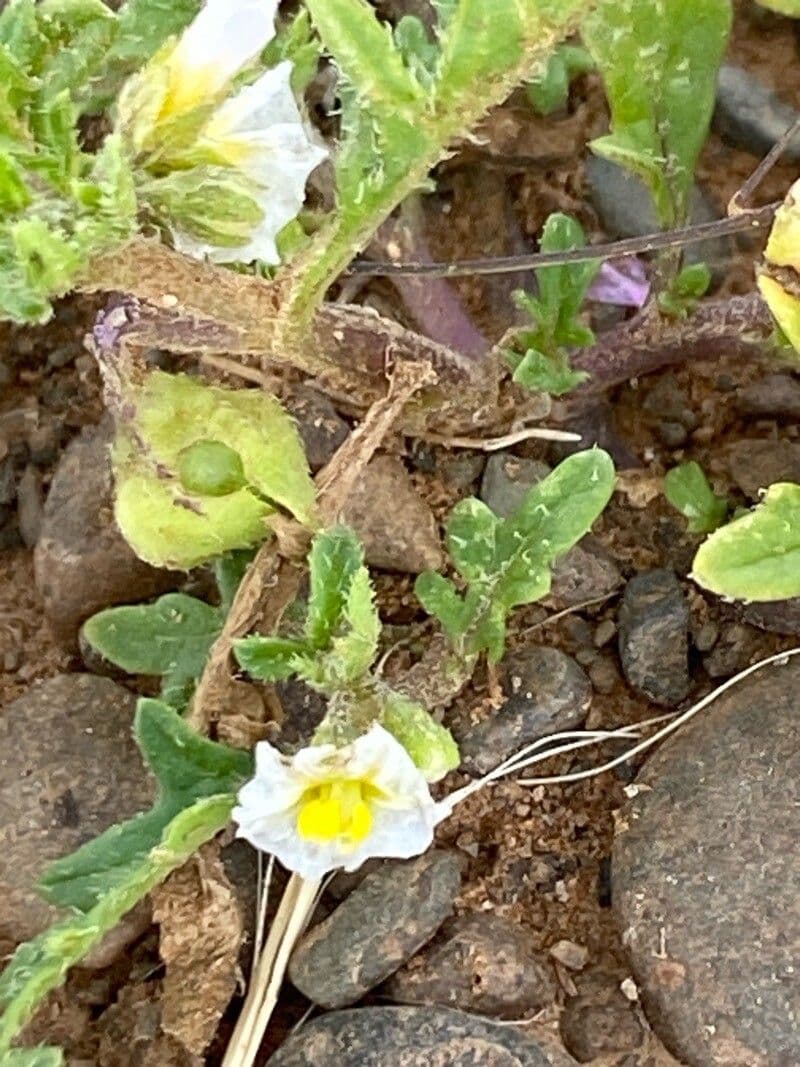 Solanum triflorum