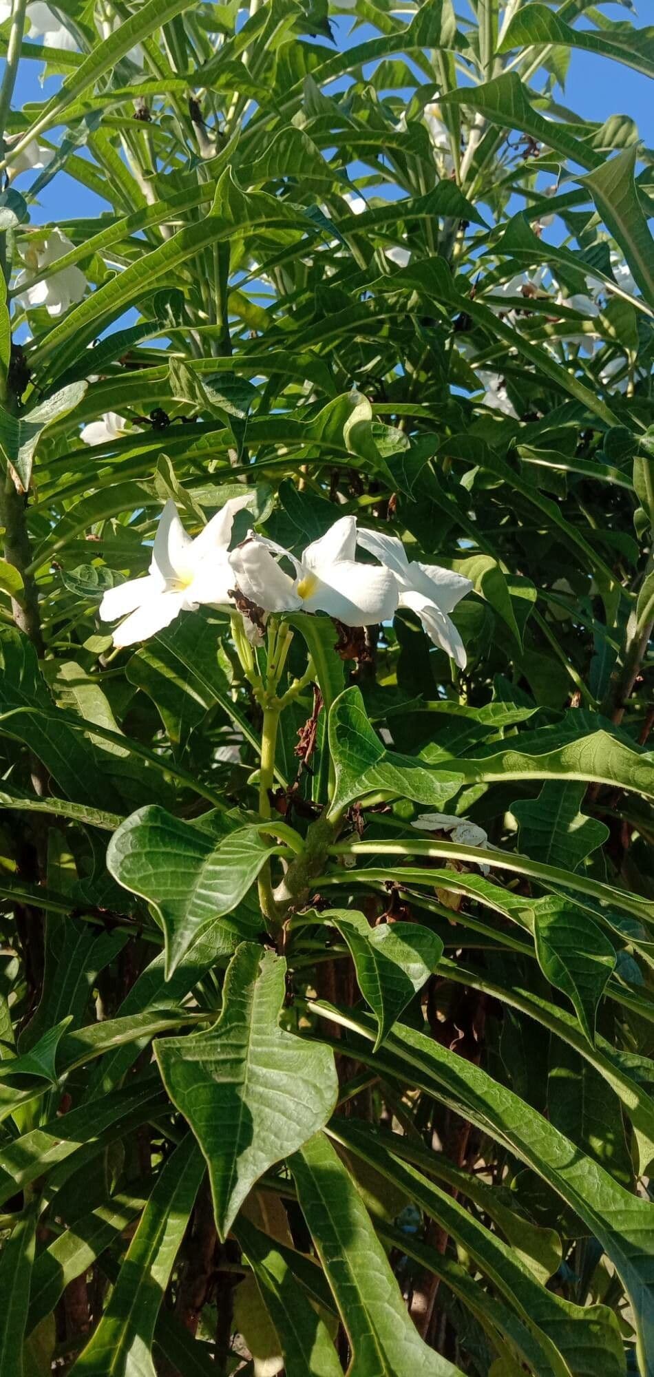 Plumeria pudica