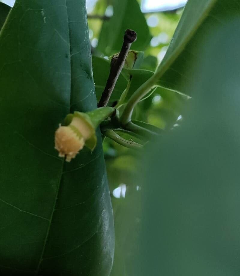 Annona glabra