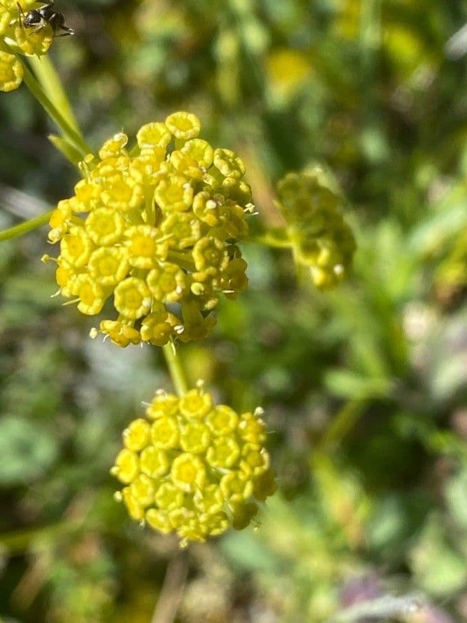 Bupleurum petraeum