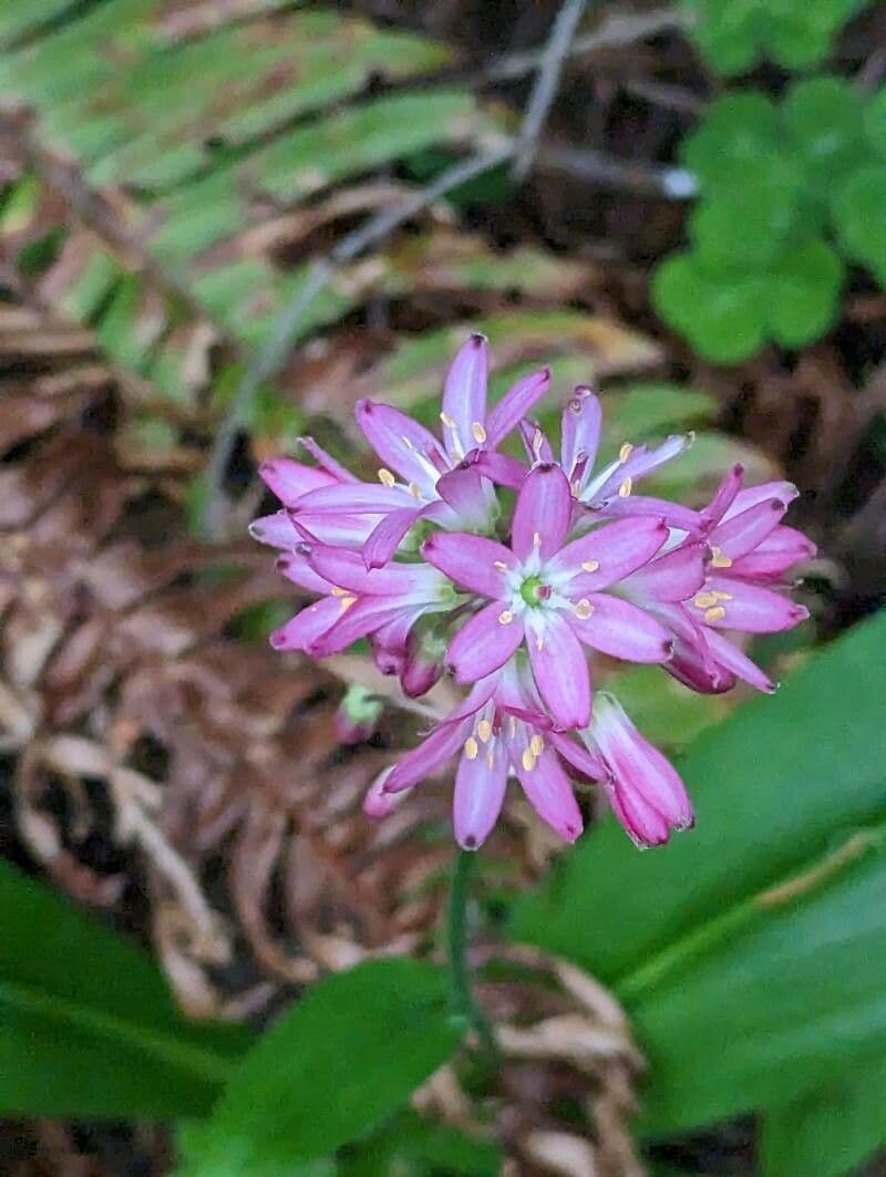 Clintonia andrewsiana