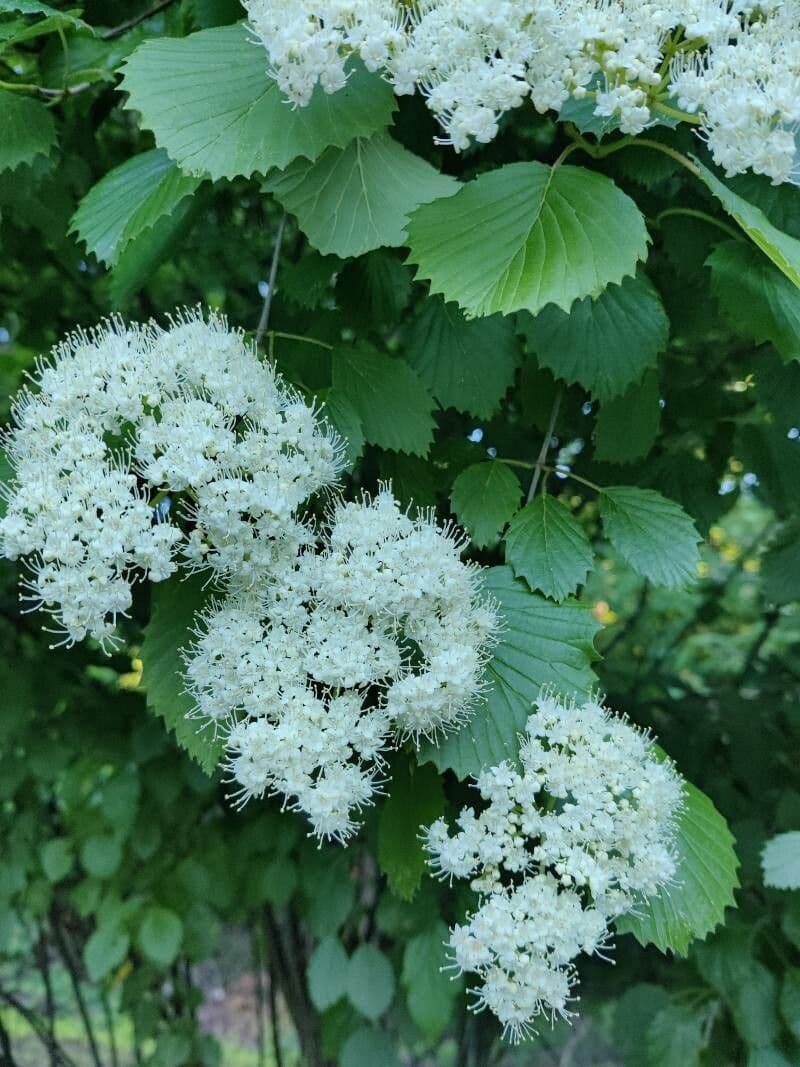 Viburnum dentatum