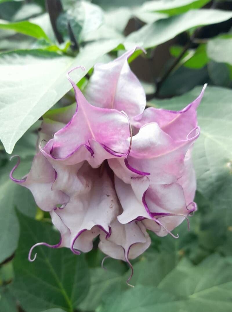 Datura metel