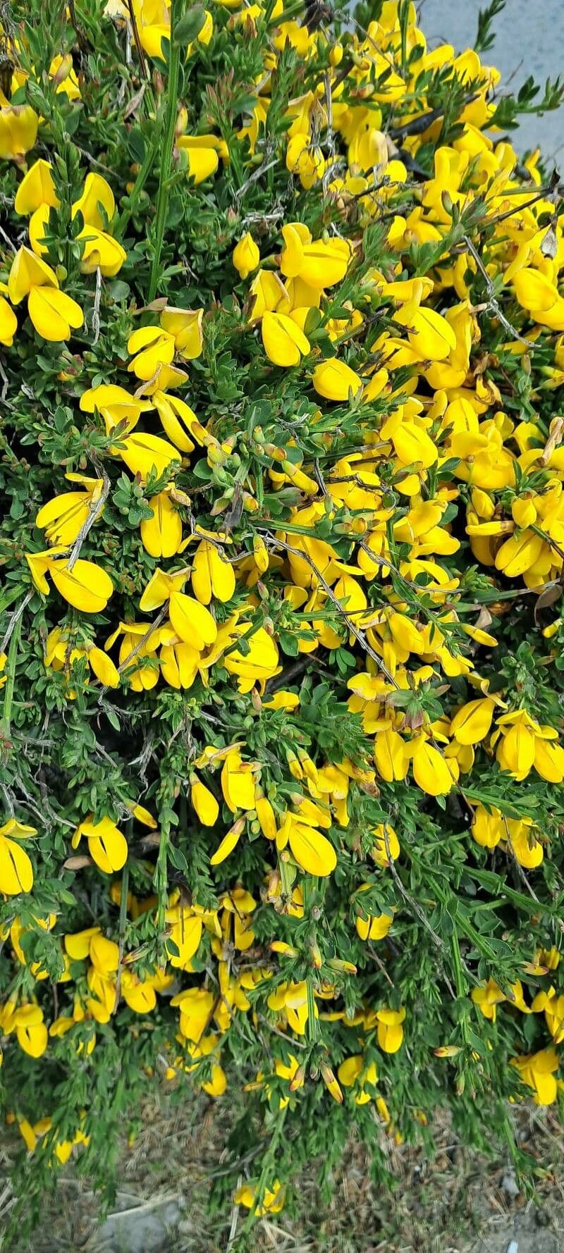 Cytisus decumbens