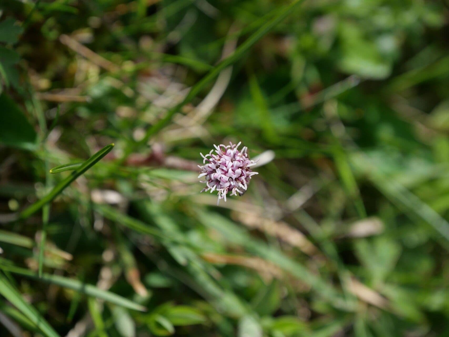 Homogyne alpina