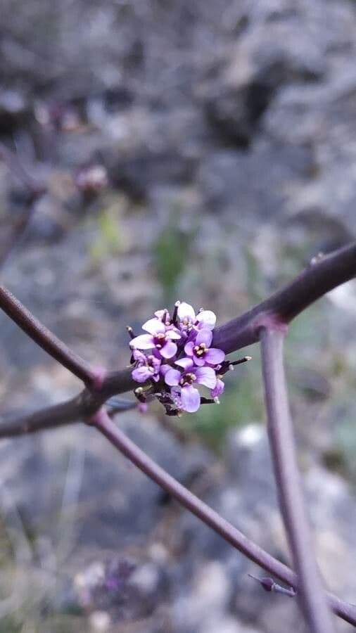 Iberis linifolia