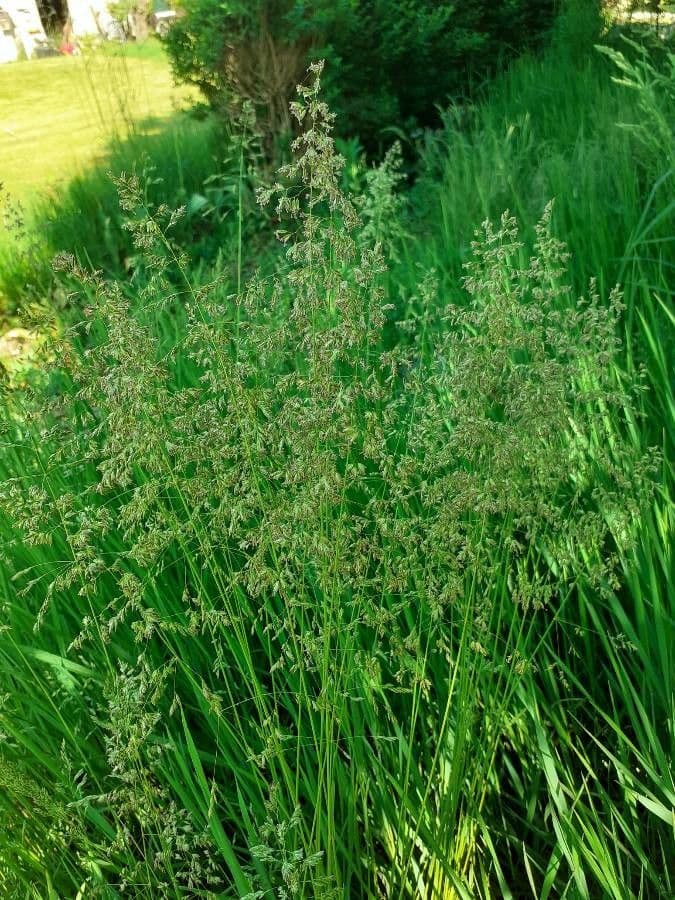 Poa pratensis