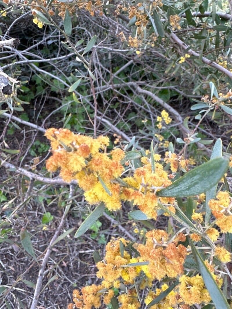 Acacia redolens