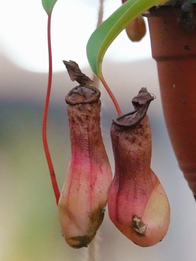 Nepenthes alata