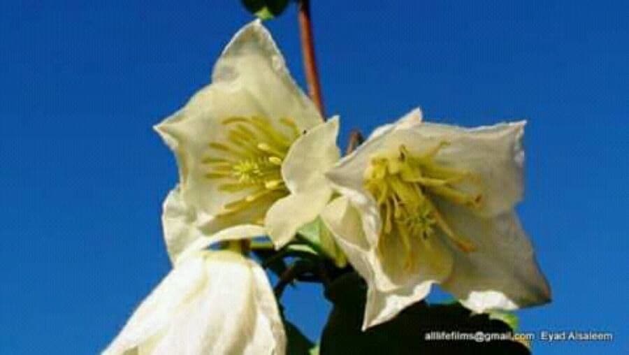 Clematis mauritiana