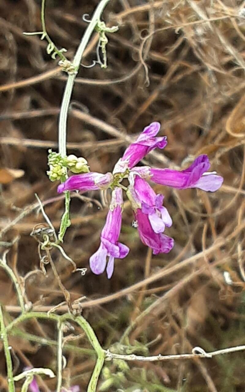 Vicia monantha