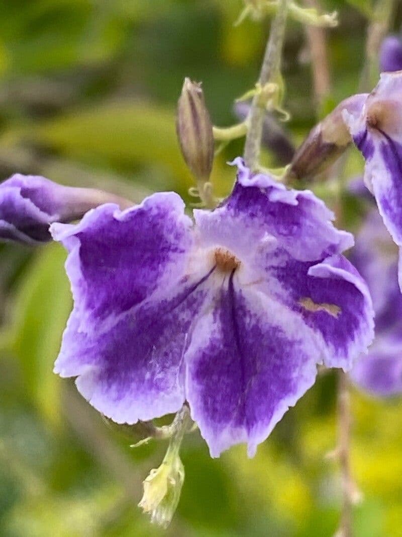 Duranta erecta