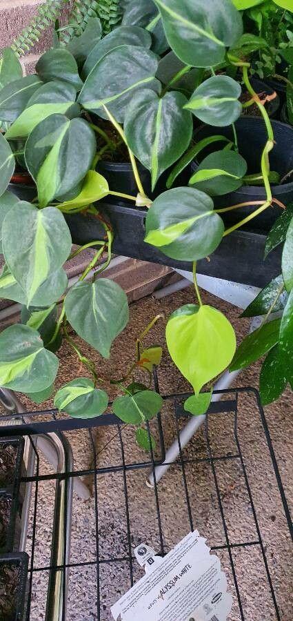 Philodendron cordatum