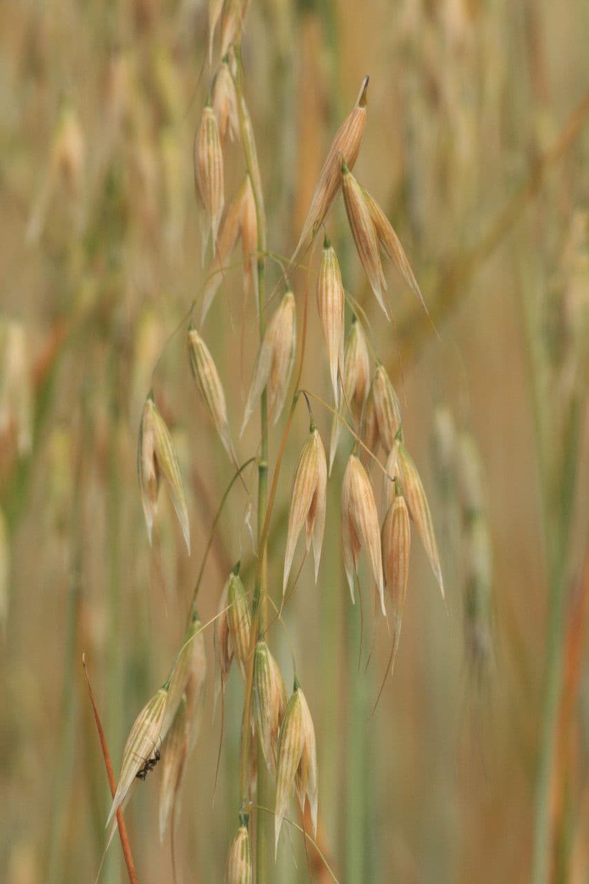 Avena sativa