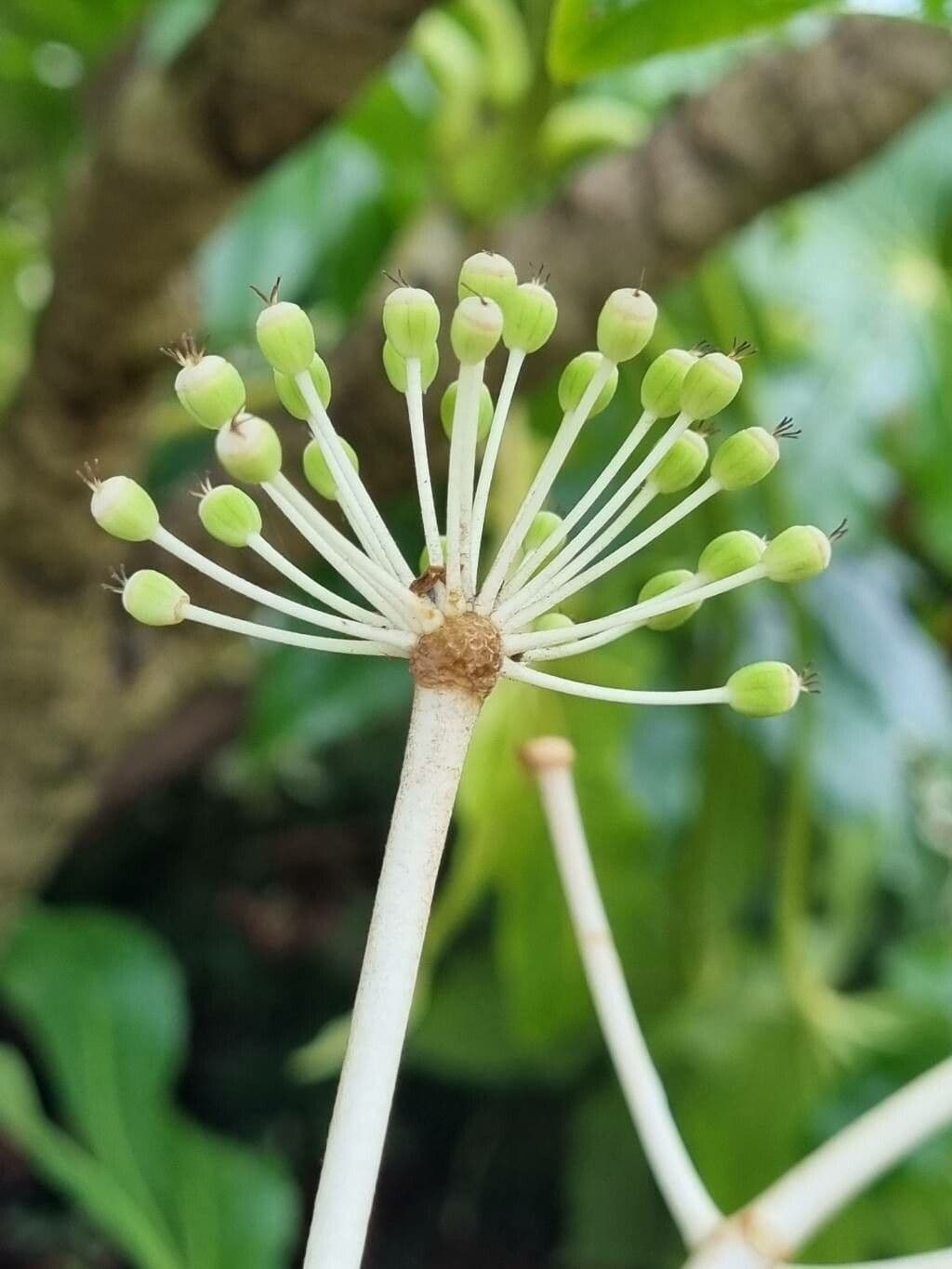 Fatsia japonica