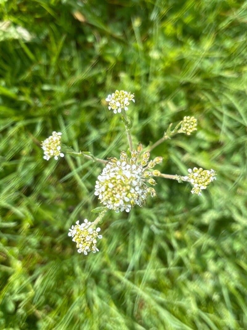 Lepidium heterophyllum