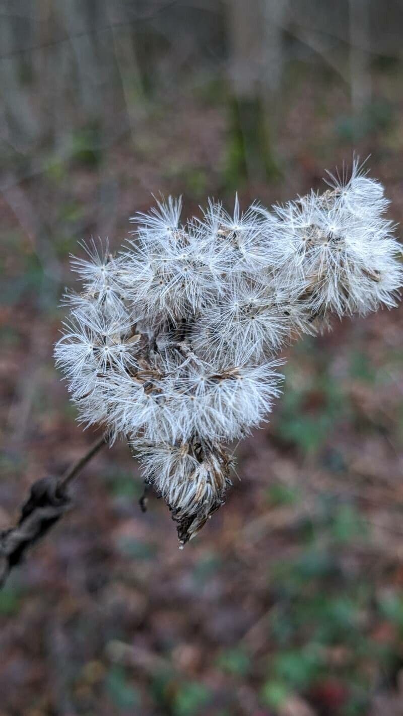Senecio bayonnensis