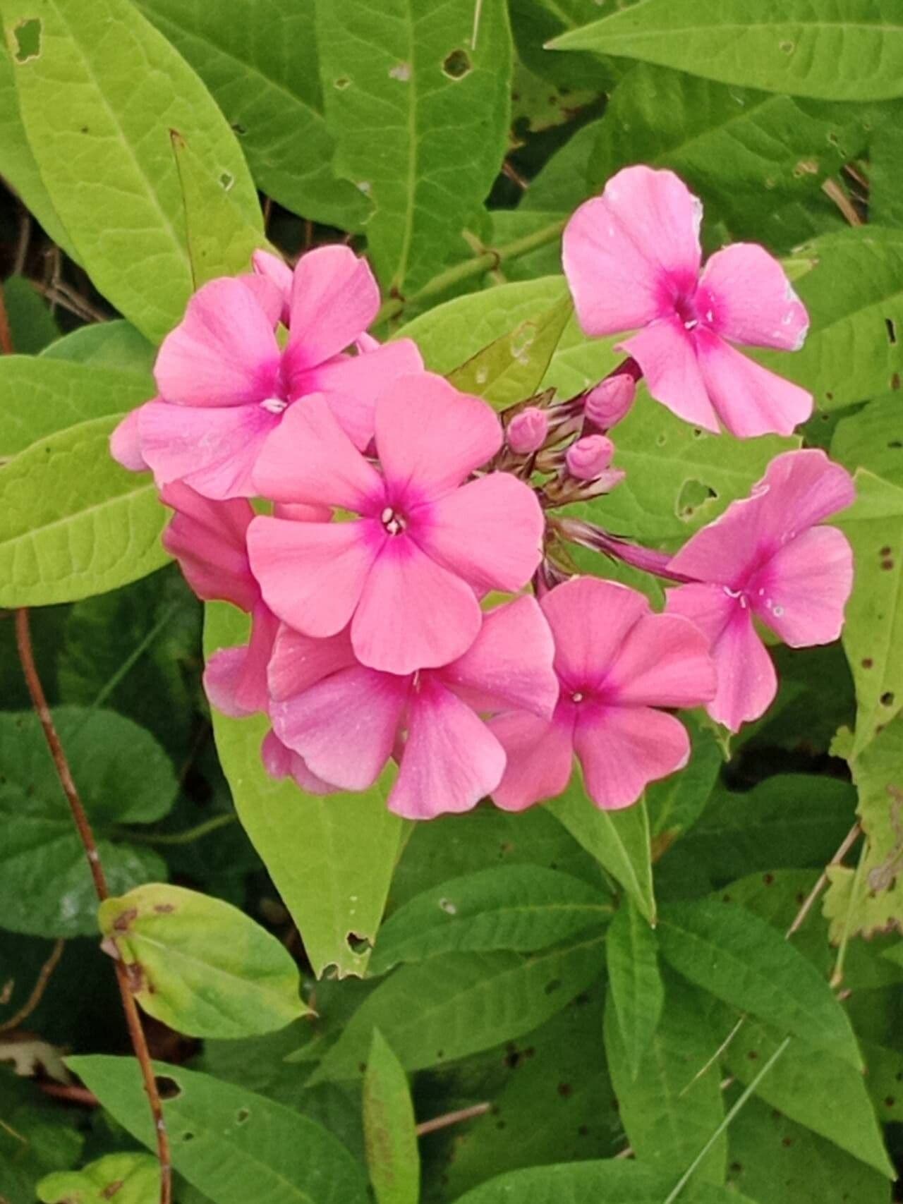 Phlox paniculata