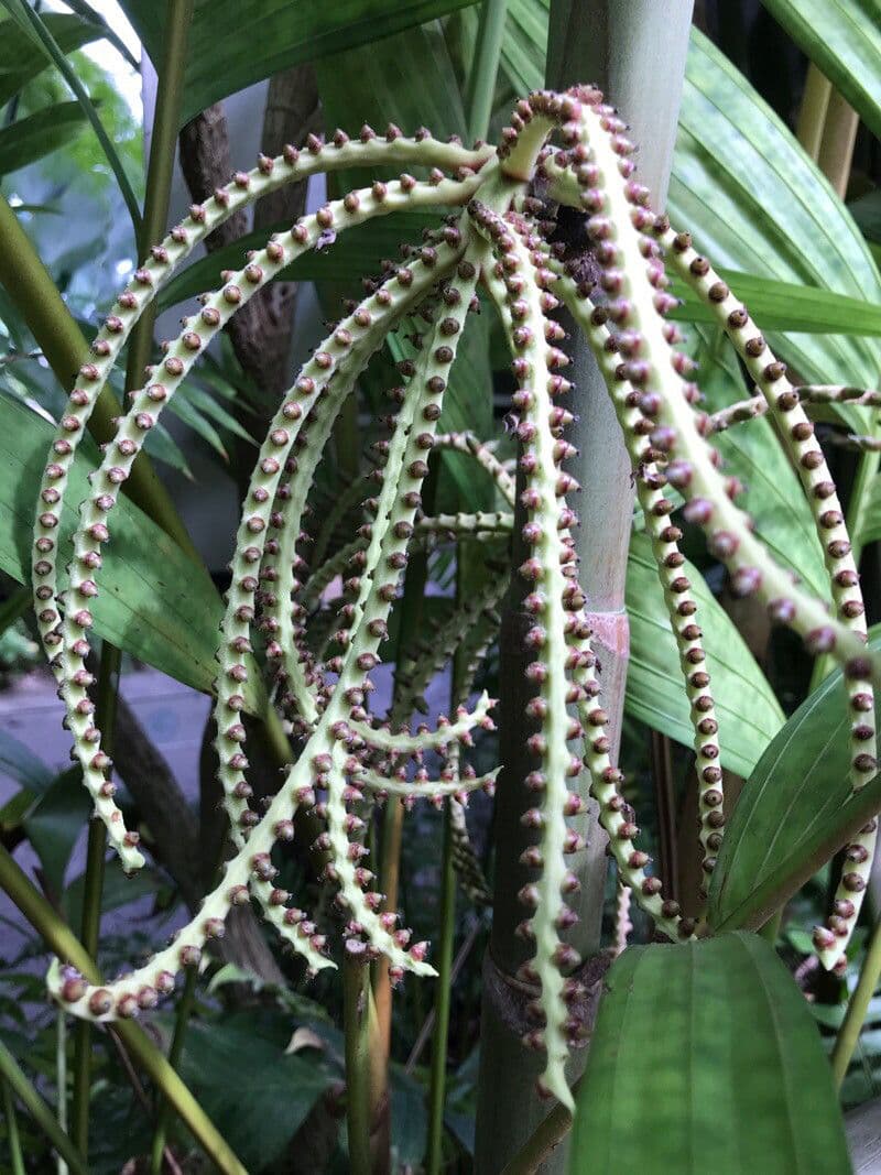 Hyospathe elegans