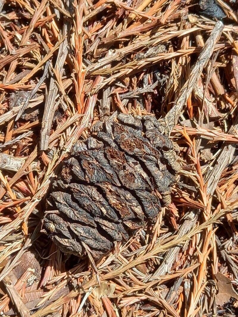 Sequoiadendron giganteum