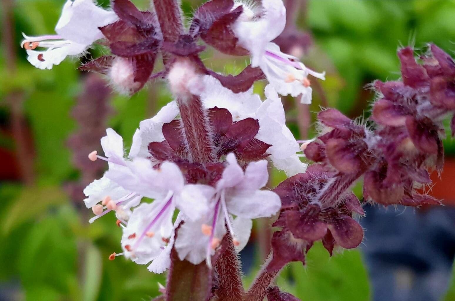 Ocimum kilimandscharicum