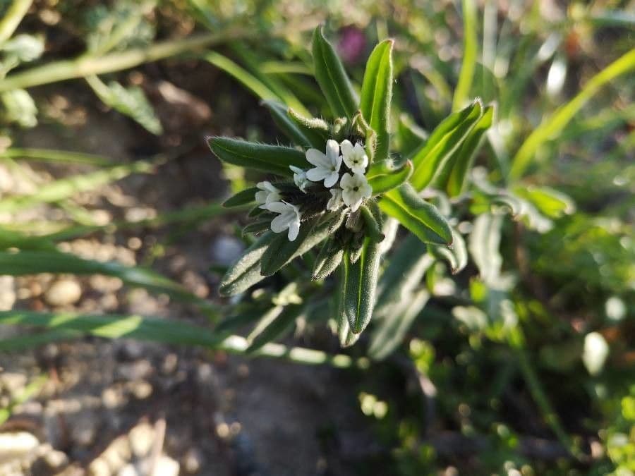 Buglossoides arvensis