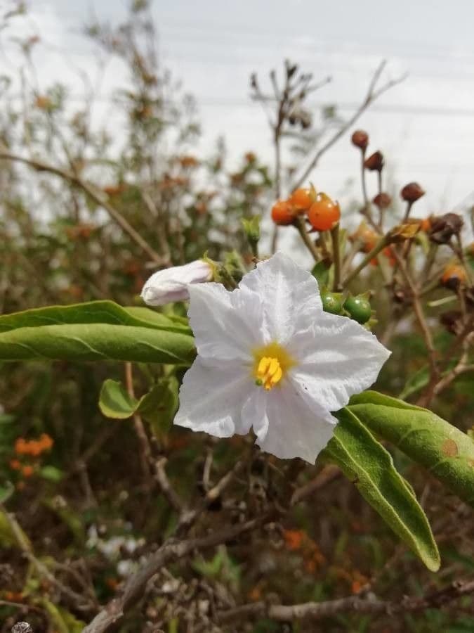 Solanum bonariense