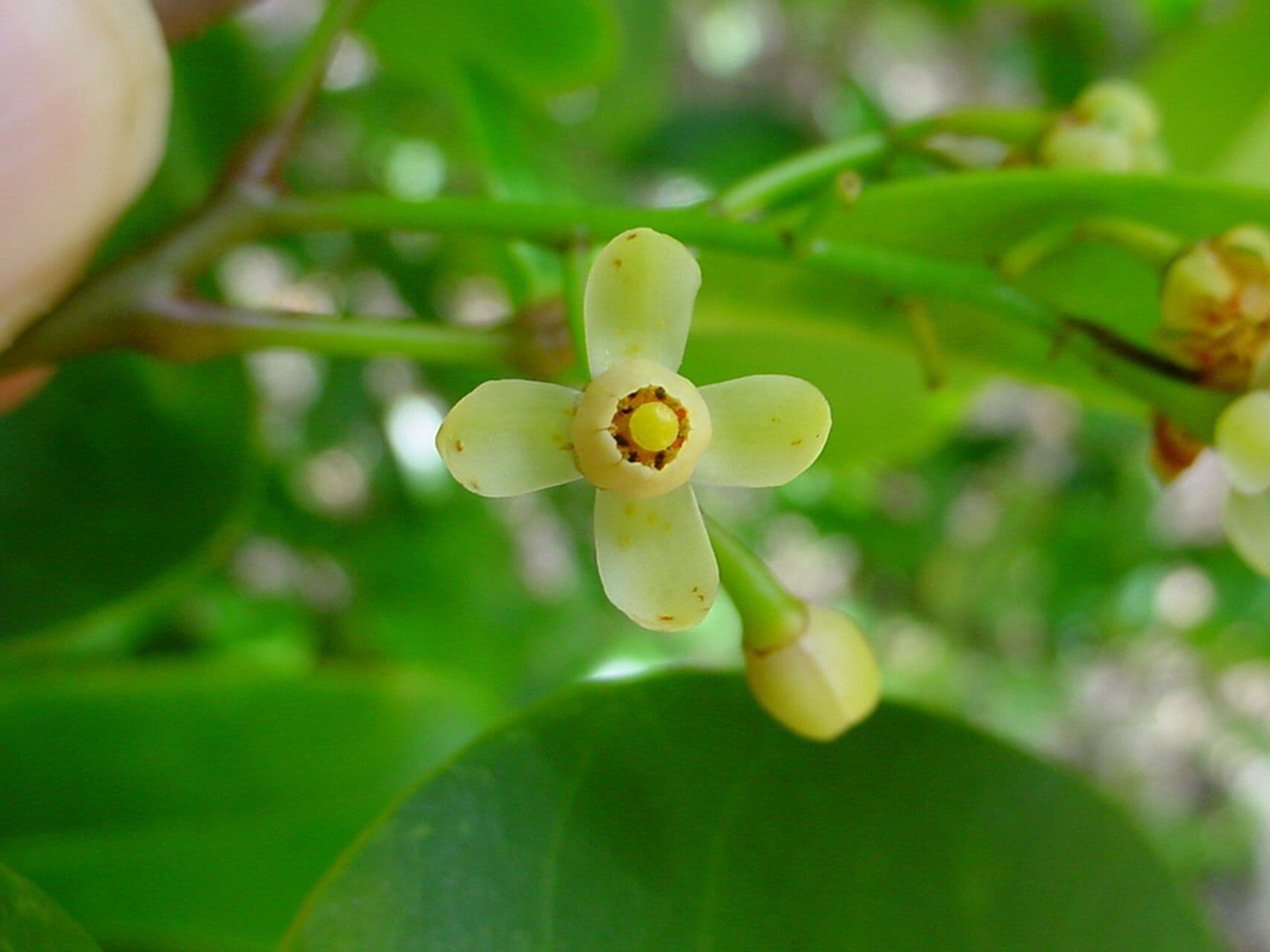 Xylocarpus granatum