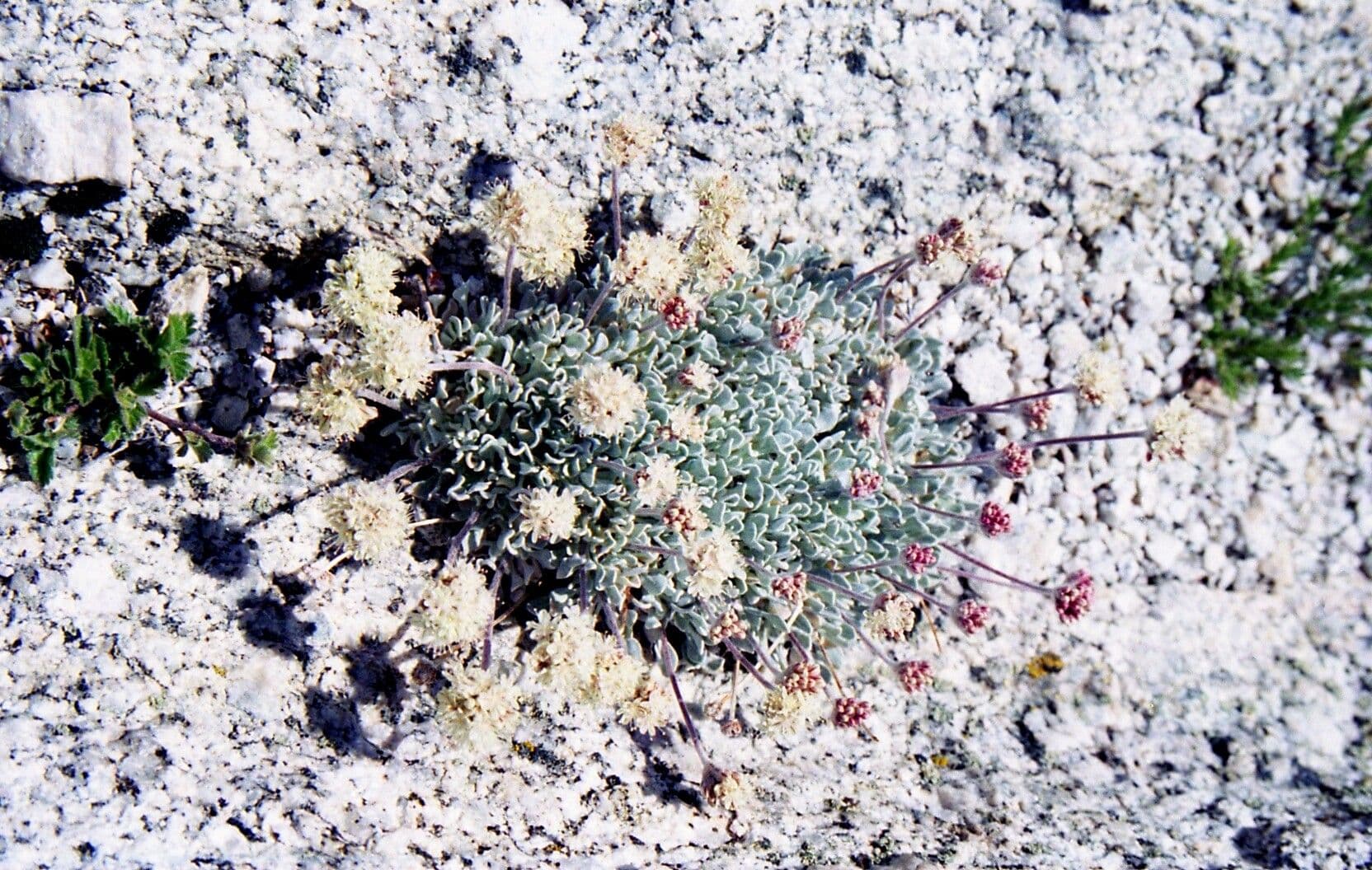 Eriogonum ovalifolium