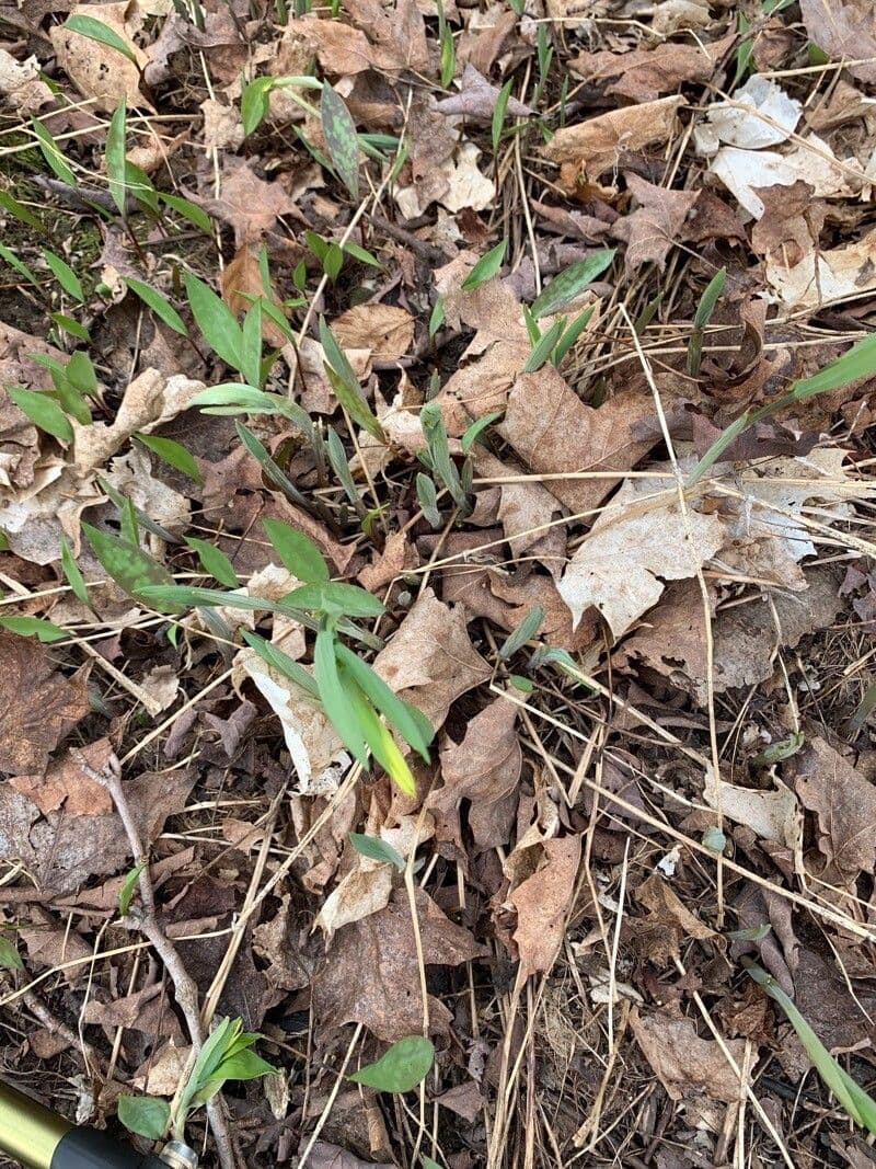 Uvularia sessilifolia