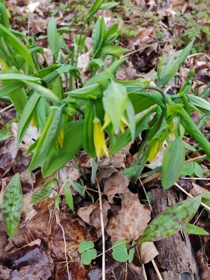 Uvularia perfoliata