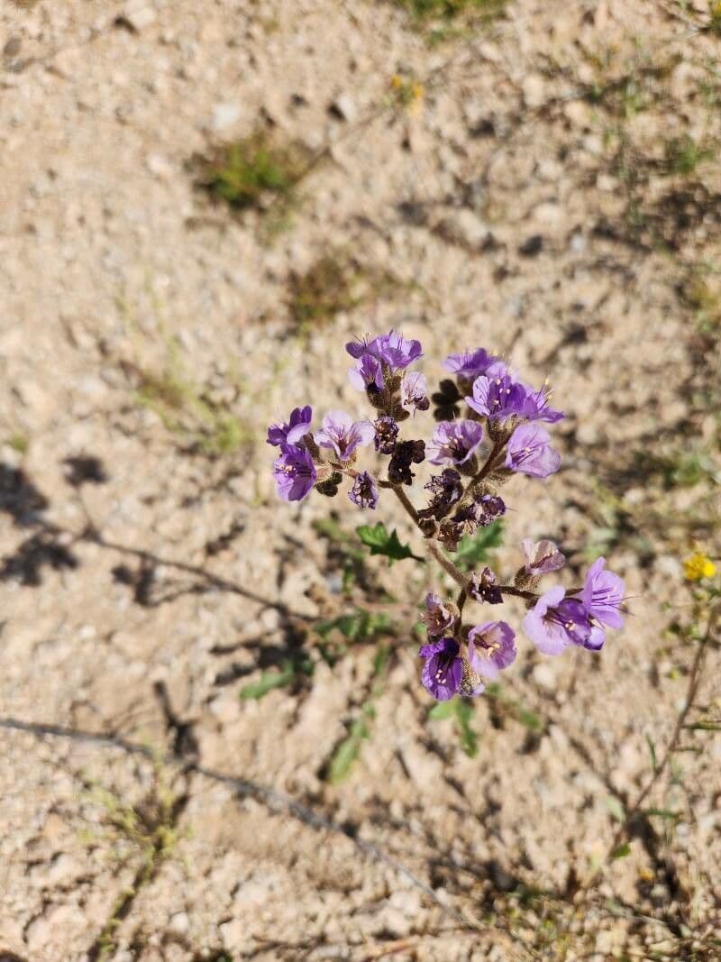 Phacelia crenulata
