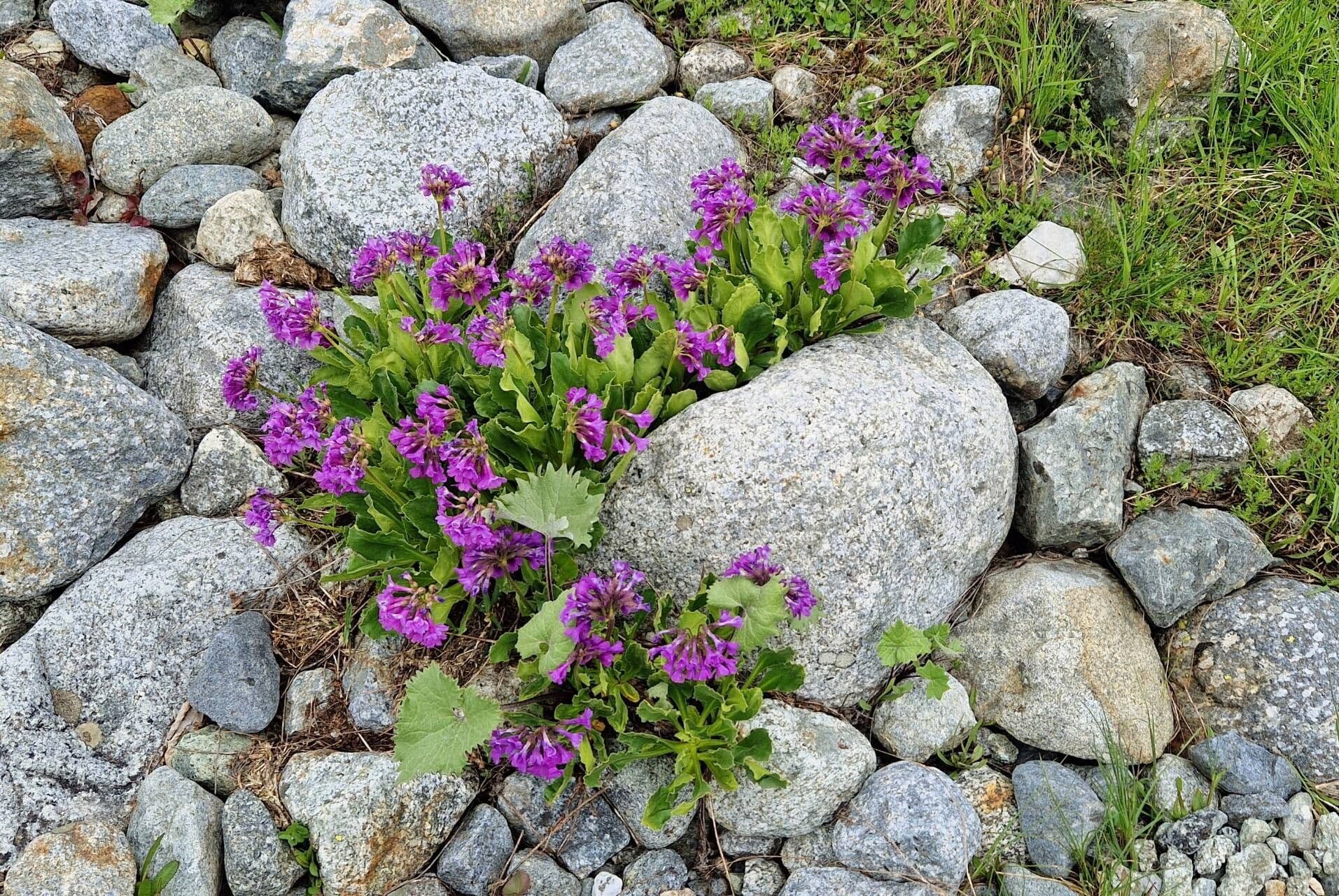 Primula latifolia