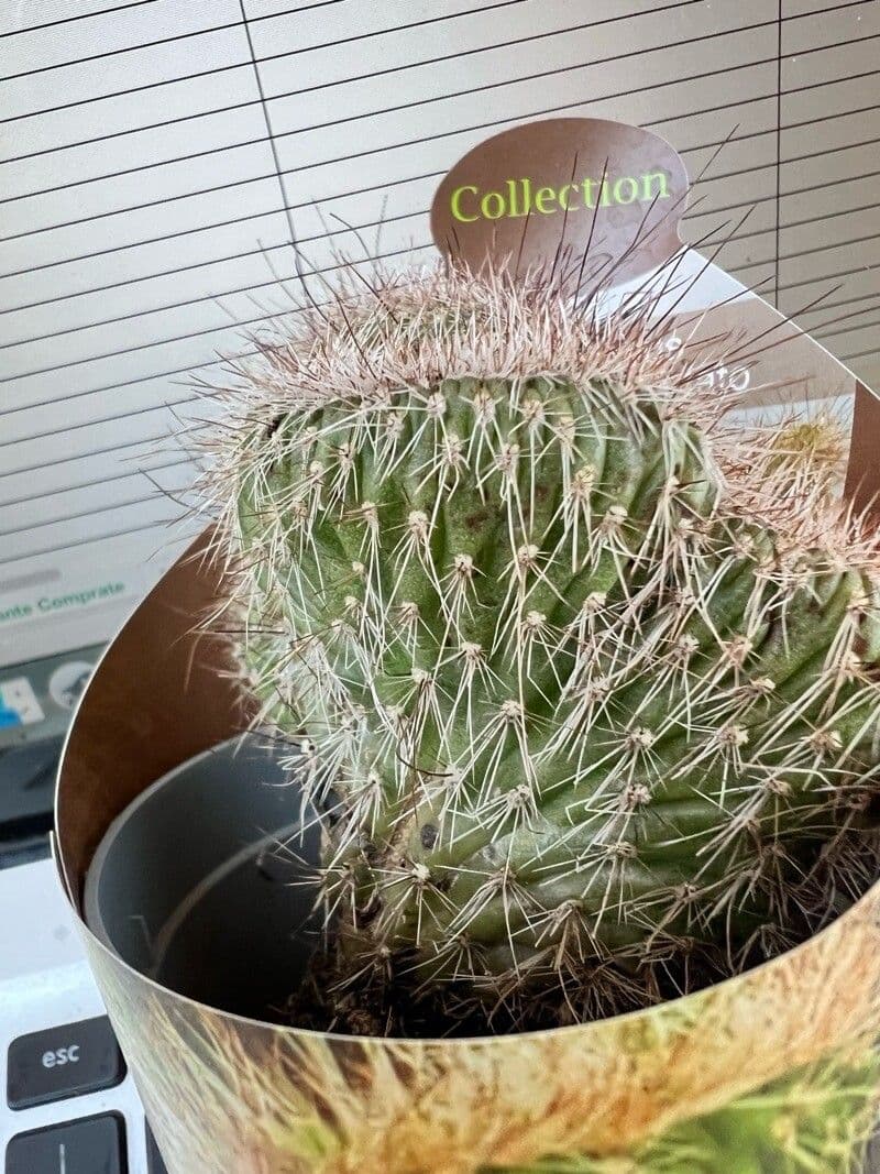 Nyctocereus serpentinus