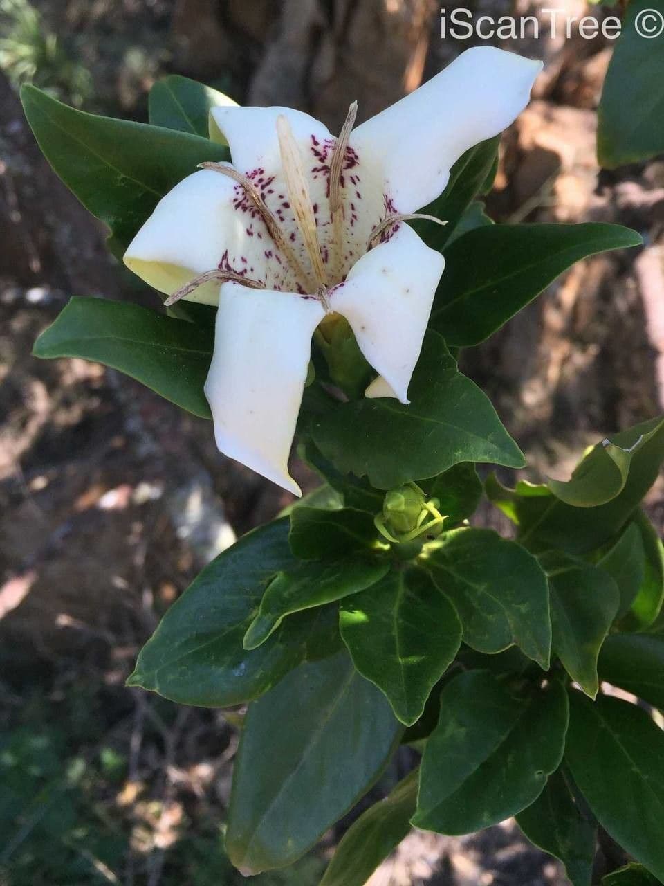 Rothmannia capensis