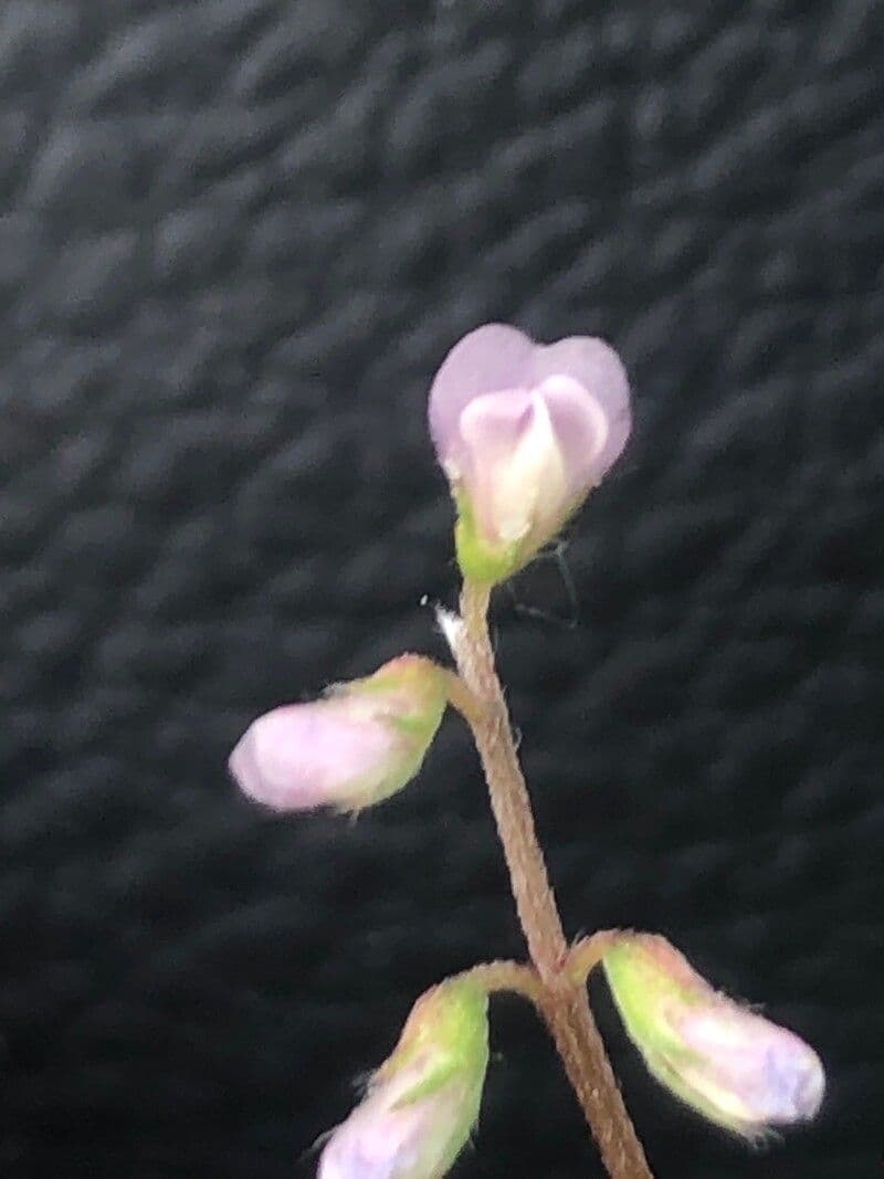 Vicia disperma