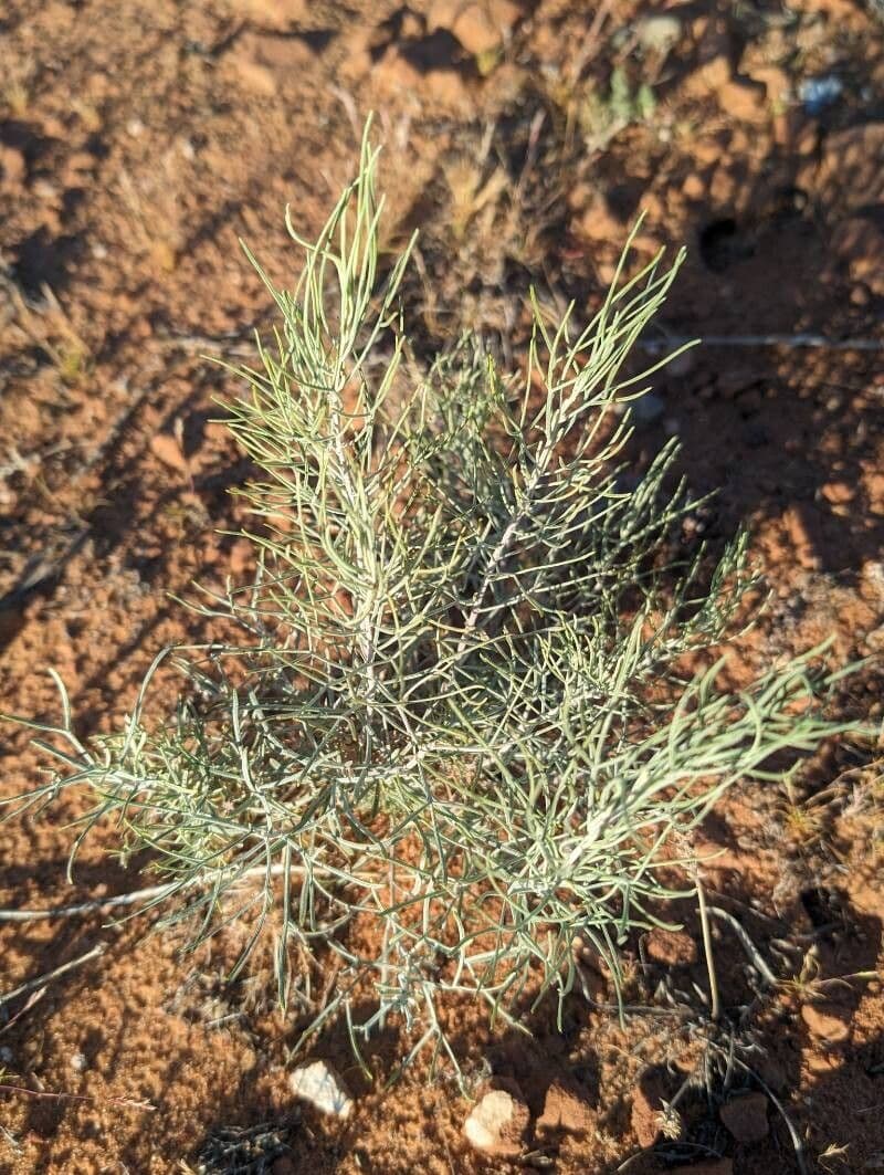 Artemisia filifolia