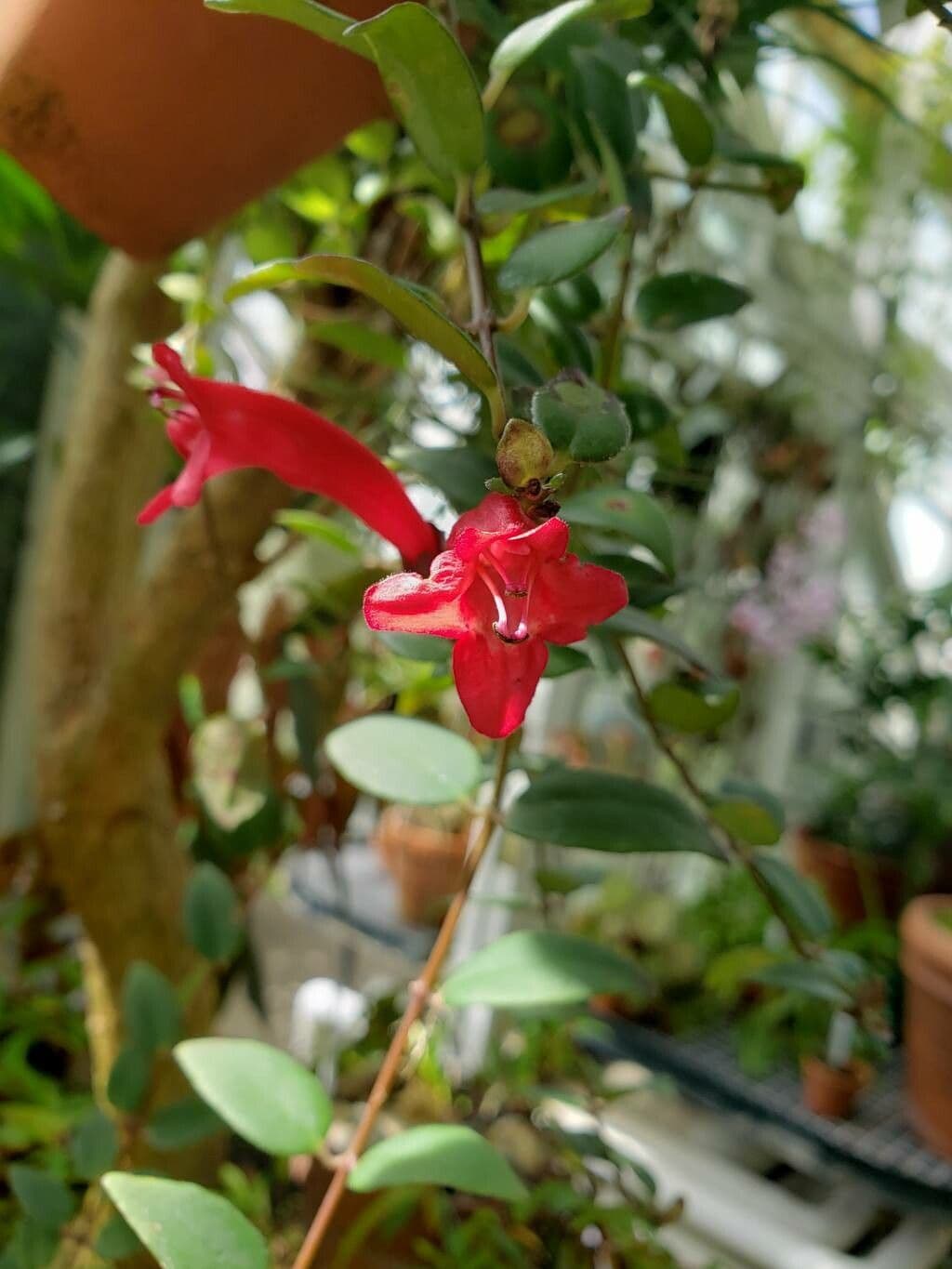 Aeschynanthus radicans